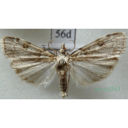 Scoparia subfusca Haworth, 1811 Zamiotka płowa Czech56d